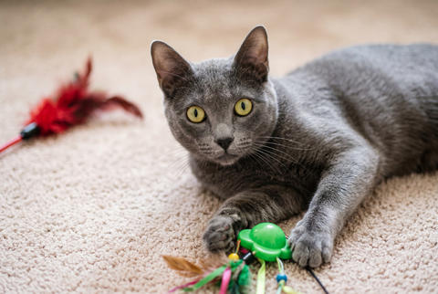 Sleek korat cat playing with toys on a beige carpet