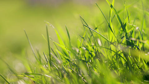 Sunlit Green Grass Symbolizing Growth Progress and New Opportunities. Meditation Natural Background
