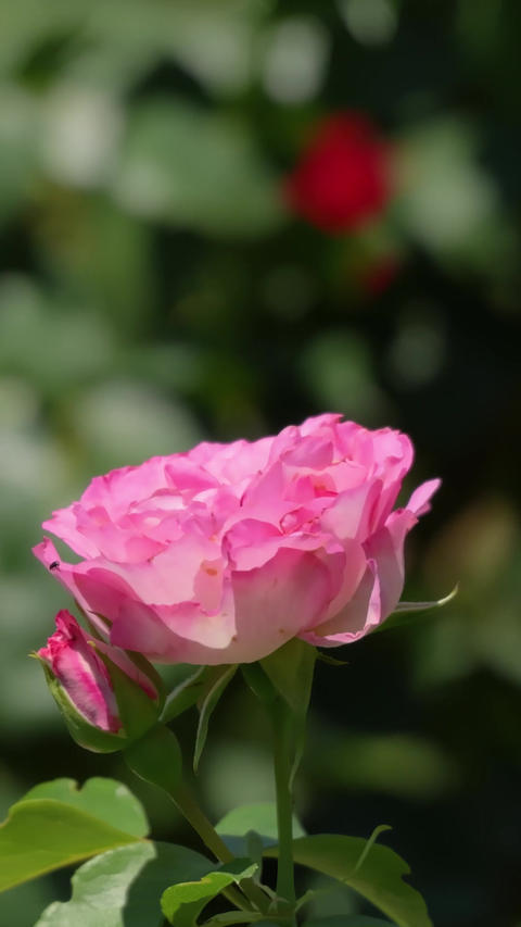 Pink Rose Blooming Gently in Garden Breeze
