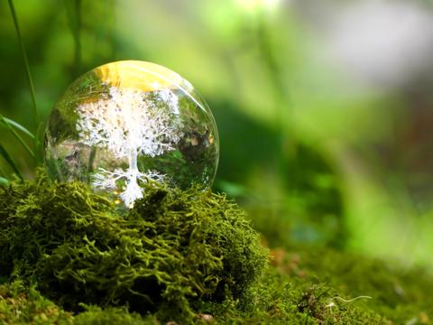 Eco-image - Glass tree in a lush green forest 1
