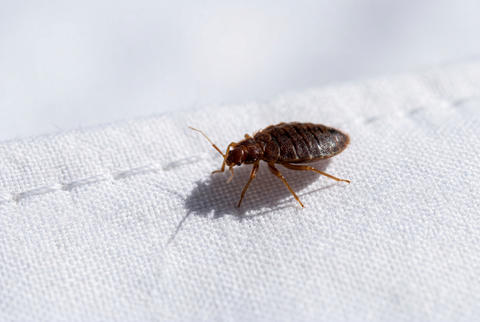 A single bed bug crawling across the top surface of a clean white fabric mattress protector