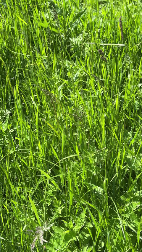 Fresh green grass swaying in wind under sunlight, natural summer meadow background