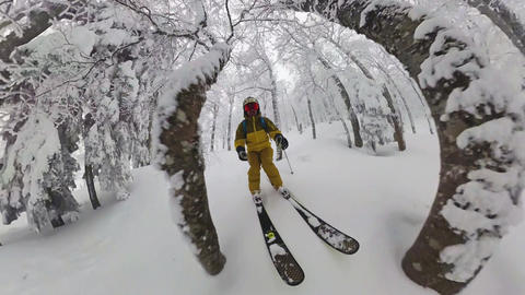 Skier ascending birch forest Bjelasnica Bosnia Herzegovina Balkan ski touring