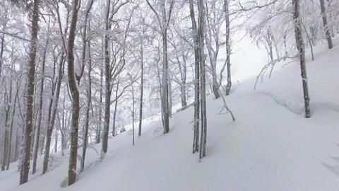 Snowy forest slope with ski tracks through birch trees in winter mountain
