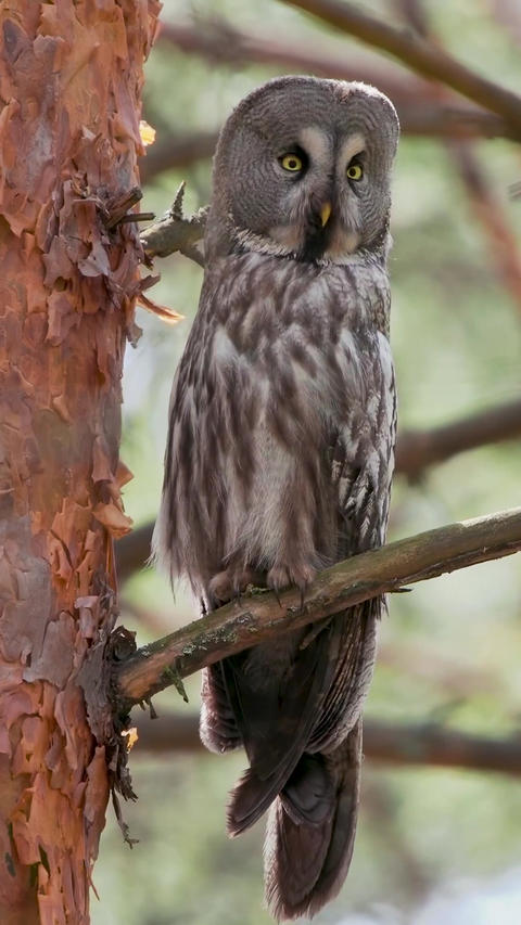 Great grey owl slowly head turn vertical