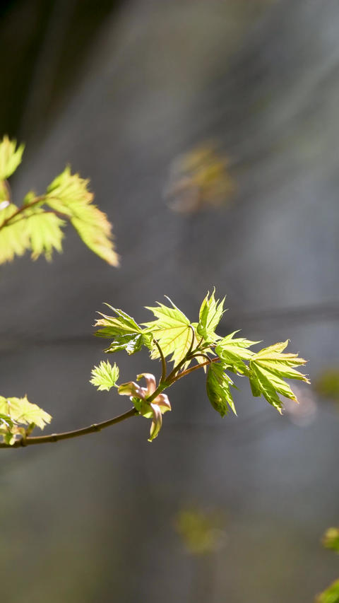 Young maple branch swaying vertical 4k background