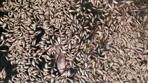 Dead fish floating after an ecological disaster