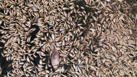 Dead fish floating in polluted water disaster