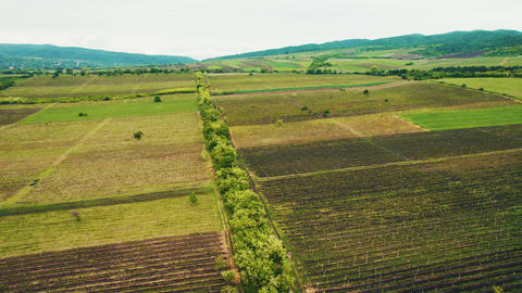 Aerial flight over green vineyards and agricultural fields