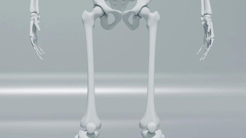 3D Animation of Human Skeleton Tilting Up from Feet to Head