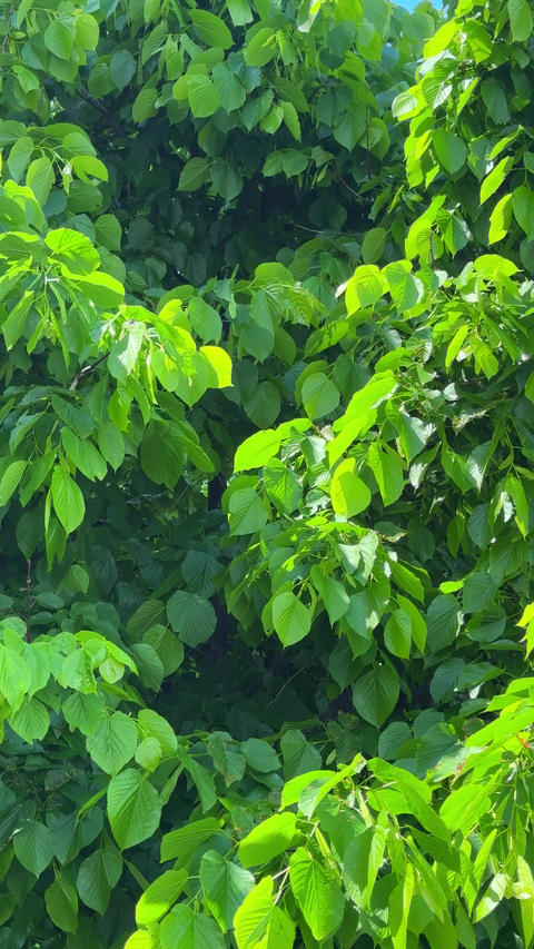 Fresh linden leaves move gently in wind under sunlight, dense green foliage background with natural