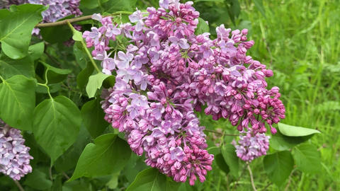 vivid lilac inflorescence with large blossoms and green leaves in garden, horticulture and cultivar