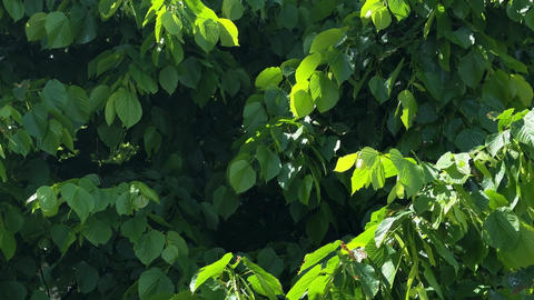 Close view of lush linden leaves lit by sunlight, dense summer foliage creating fresh natural