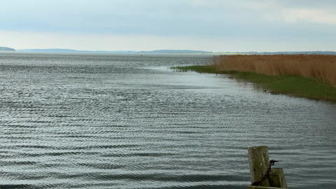 Coastal lagoon with reeds and water on Rugen Island, Germany. Natural wetland