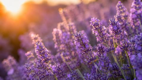 Lavender fields at sunset
