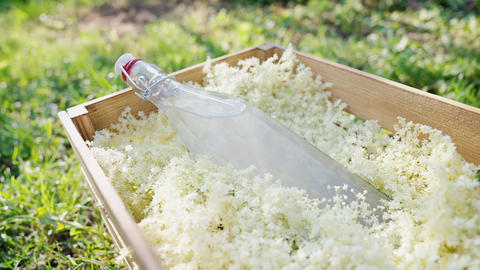 Fresh Elderflower Blossoms and Lemonade Bottle in wooden Garden box.Herbal drink