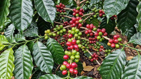 Man picking ripe coffee berry from tree. Farmer harvesting organic coffee fruit on plantation
