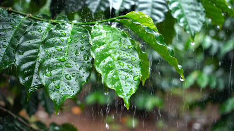 Coffee leaves under heavy rain in a plantation. Lush green foliage with water droplets falling on