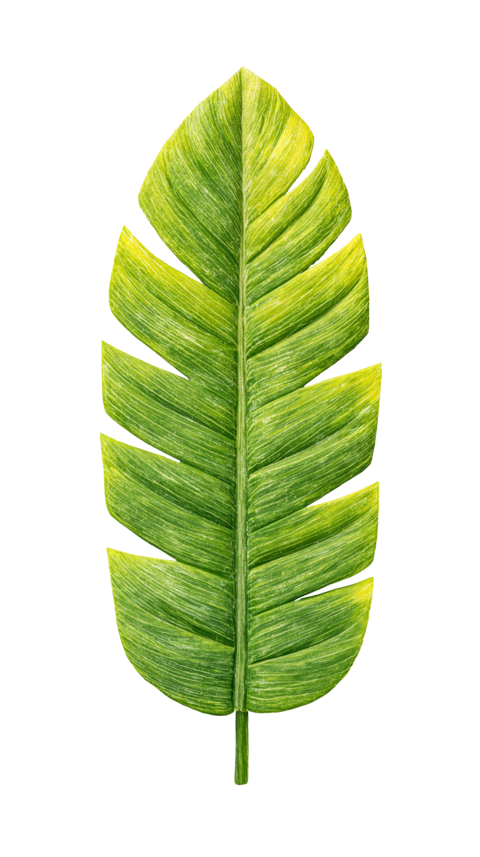 Banana Leaf Watercolor Illustration Isolated Transparent PNG Tropical Foliage