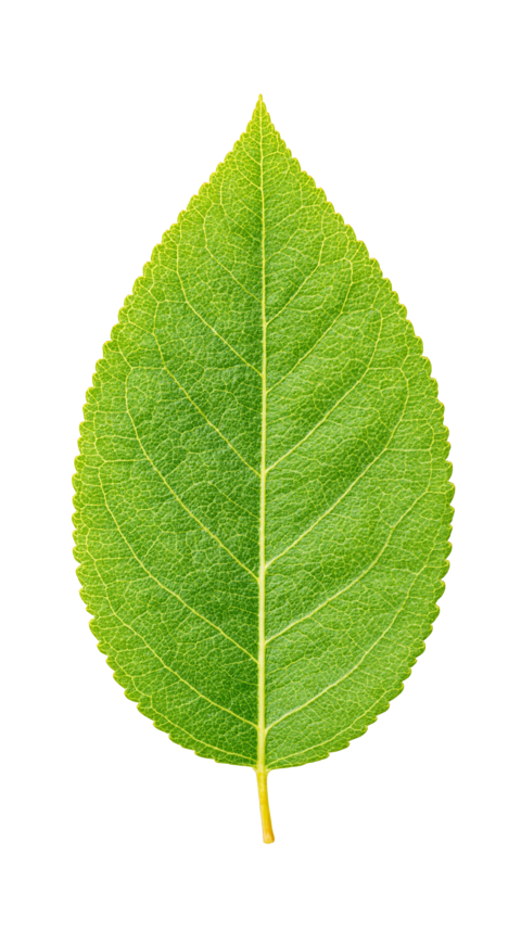 Apple Tree Leaf Isolated Transparent PNG Fresh Green Foliage Cutout