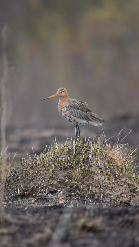 Male Black-tailed Godwit standing on mound