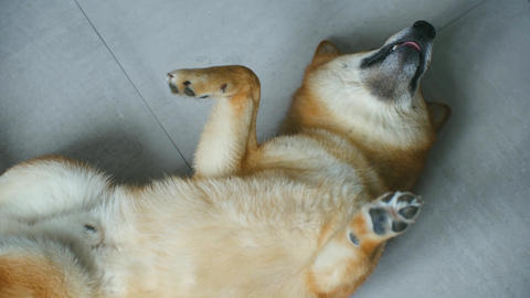 Playful shiba inu dog lying and howling on floor