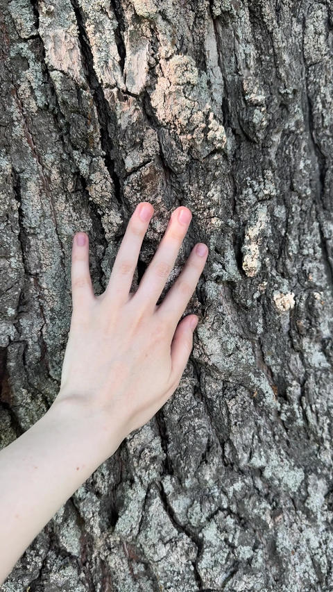 Woman hand touches old oak tree trunk with textured bark in forest. Person connects with nature