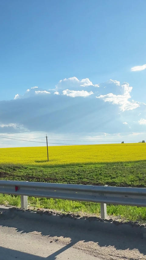 A view from a car window of a field of yellow flowers, blooming fields in summer. Tourism and travel