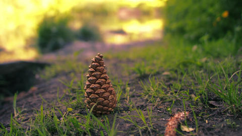 Pine cone in park with warm summer background