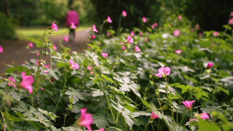 Pink flowers in public park