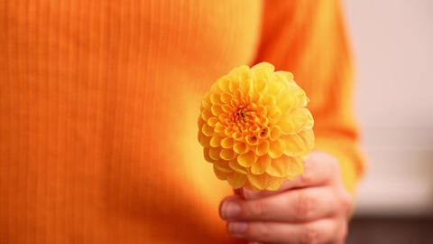 Woman in yellow sweater showing into camera yellow dahlia Selective focus Bush