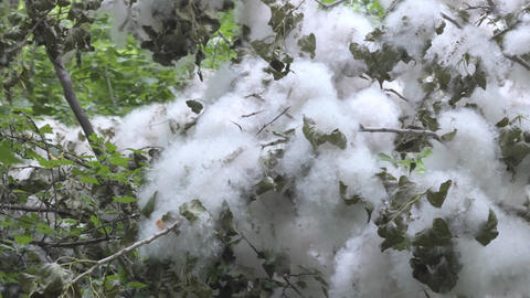 Thick poplar fluff coating branches and leaves of trees in a summer forest
