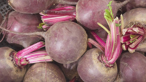 Harvest of beets with bright crimson stems, fresh root vegetables at market or