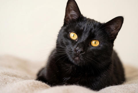 Close up portrait of a sleek black cat with bright yellow eyes laying on a soft blanket