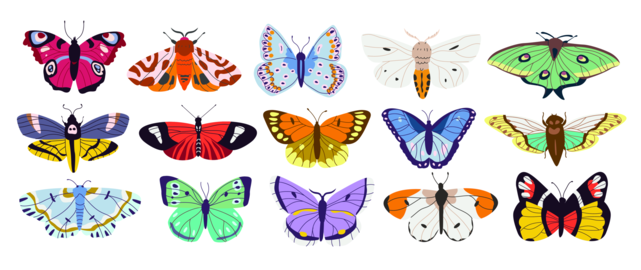 Colorful Butterfly and Moth Species Collection