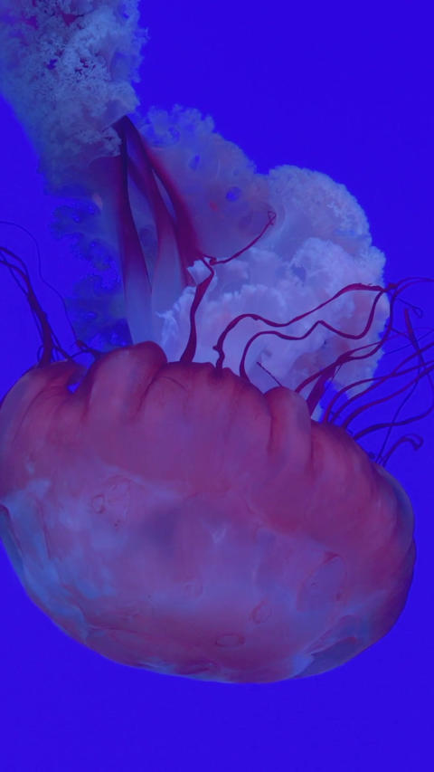 Jellyfish drifting underwater in blue aquarium light, translucent bell and