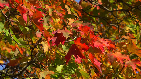 Yellow maple leaves against the blue sky. 4K