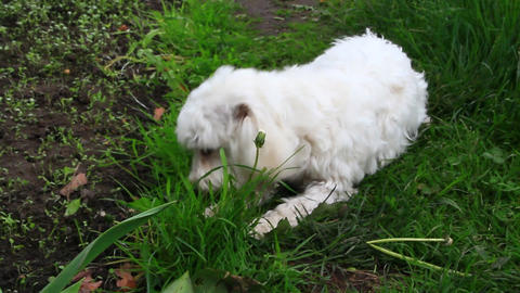 Maltipoo dog lying on green lawn and chewing fresh grass. puppy enjoy playing