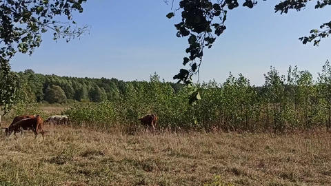 Cows graze in field near forest on sunny summer day. livestock in countryside