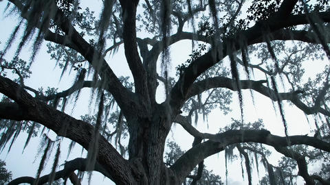 Looking Up At A Massive Live Oak Tree With Hanging Spanish Moss