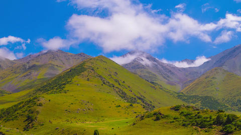 Time-lapse of cows grazing in mountains under white clouds above in Kyrgyzstan