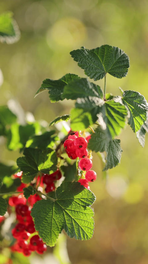 Vertical format video of Close up of Ripe red currant at the garden, closeup. Red Currants Growing