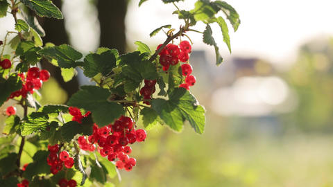 Currant tree, picking ripe currants in the orchard. Close up woman hand picking fruit from currant