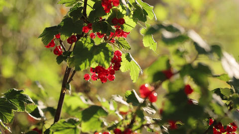 Woman's hand picks fresh ripe currants from the tree. Fruit picking in the garden. Female collects a