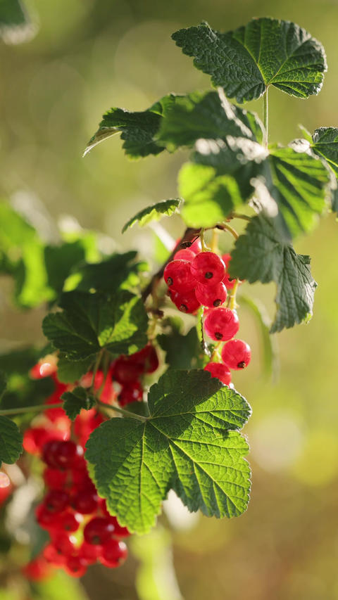 Vertical format video of Ripe red currant at the garden, closeup. Red Currants Growing on Bush in