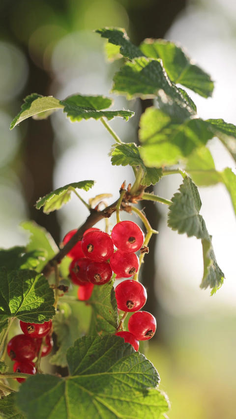 Vertical video of Ripe berries of red currant close up stagger in the wind on the branches. Red