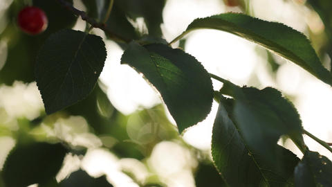 Sunlight filters through lush green leaves, forest during early morning. Green leaves swaying in the