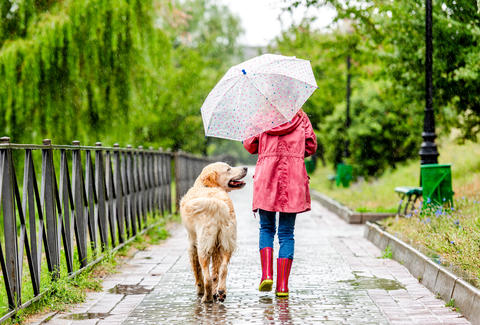 Rear View Of Child Walking A Golden Retriever