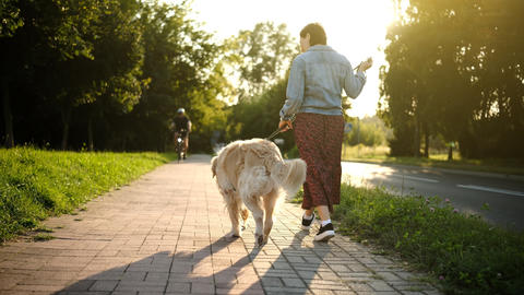 Female Dog Owner Walking Her Adorable Golden Retriever Dog At Daily Routine