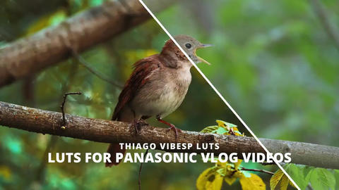 Panasonic V-Log LUTs: Cinematic Film Looks for Premiere Pro